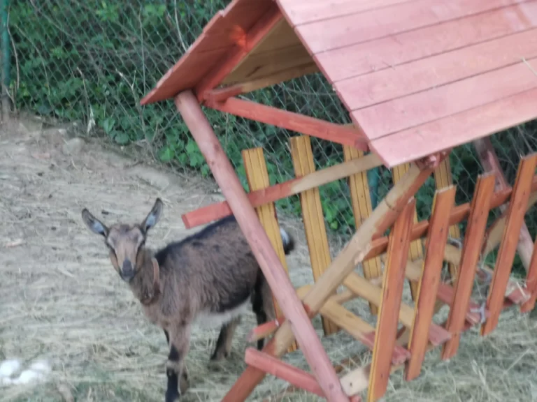 2022.05.18_Kész az új kecske etetö